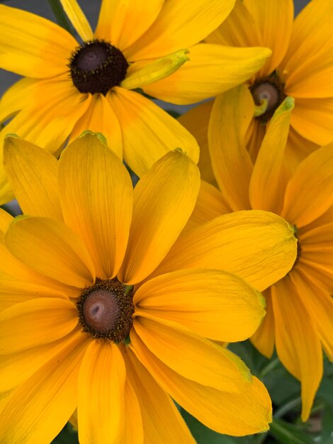 Close-up of yellow gerbera daisy