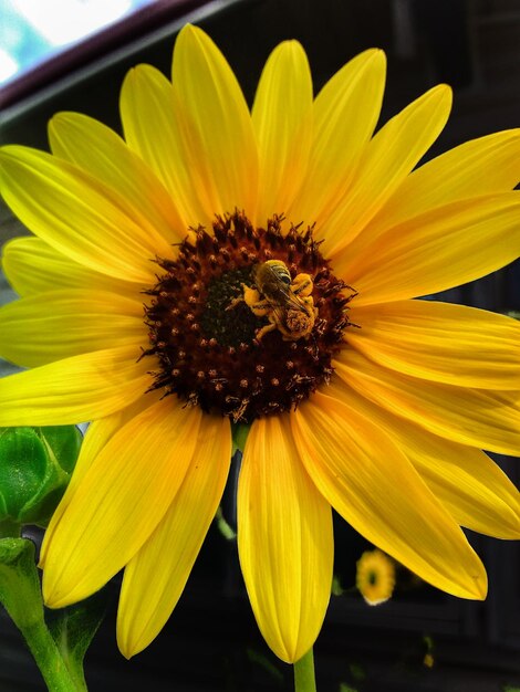 Close-up of yellow gerbera daisy