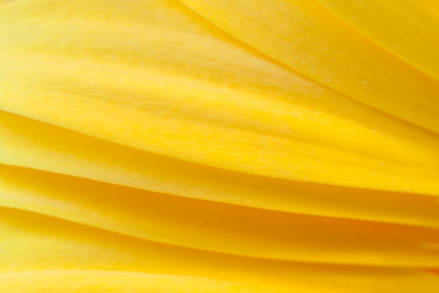 Close up of yellow gerberas petals