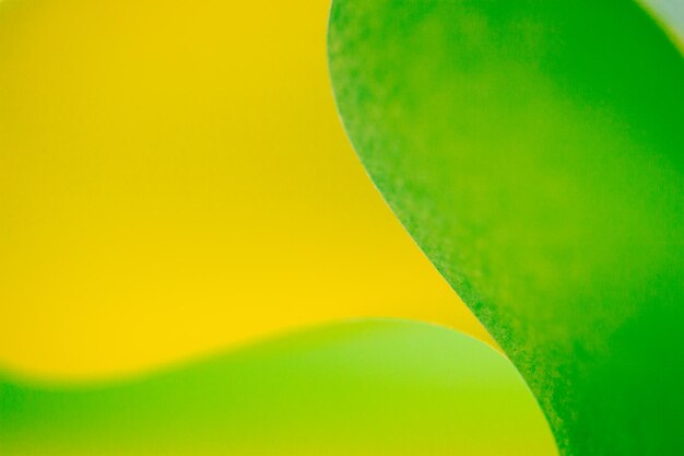 Photo close-up of yellow and green paper