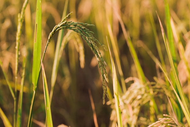 Close up of yellow green rice field