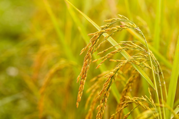 close up of yellow green rice field