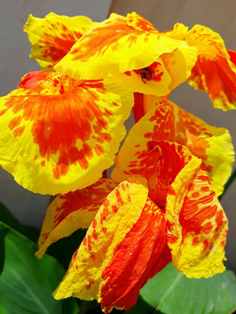 Close-up of yellow hibiscus blooming outdoors