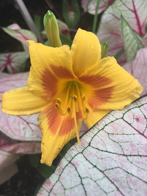 Close-up of yellow hibiscus blooming outdoors