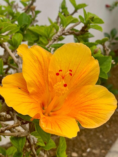 Close-up of yellow hibiscus flower