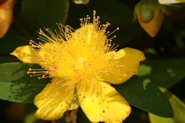 Close-up of a yellow Hypericum blossom