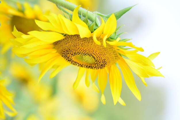 Close-up of yellow insect on sunflower