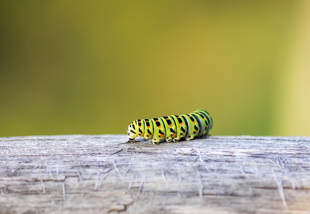 Photo close-up of yellow insect on wood