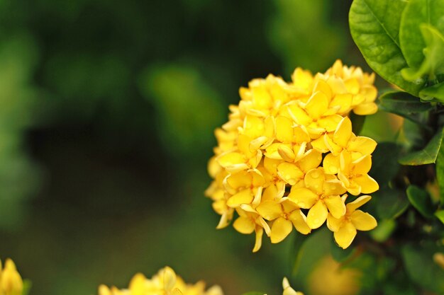 Close up of Yellow Ixora in the garden.