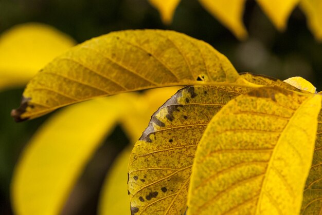 Close-up of yellow leaf against blurred background