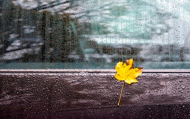 Foto close-up di una foglia gialla sulla porta dell'auto sotto la pioggia