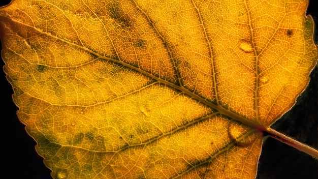 Photo close-up of yellow leaf during autumn