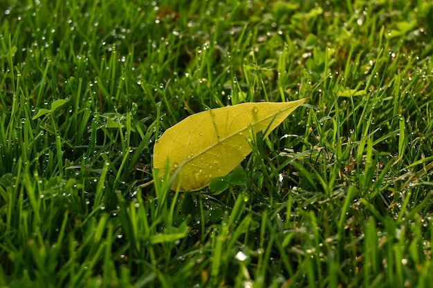 Foto prossimo piano di una foglia gialla sull'erba