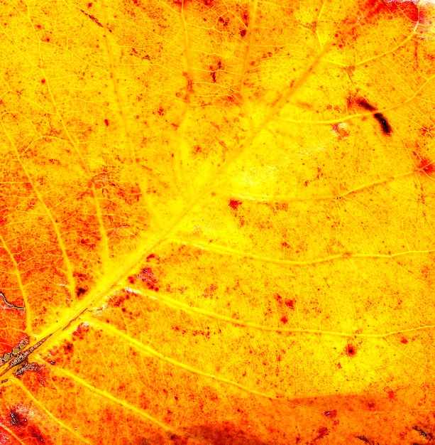 Close up - yellow leaf texture 