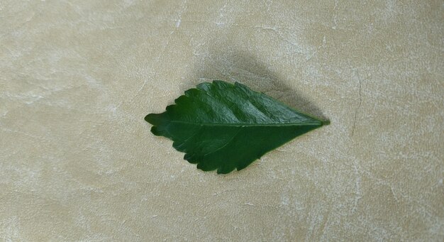 Photo close up of a yellow leaf on a textured paper background