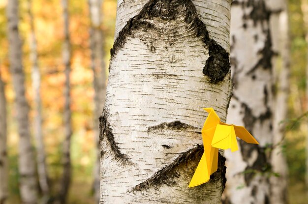 Photo close-up of yellow leaf on tree trunk