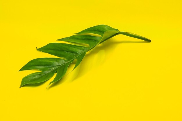 Close-up of yellow leaf