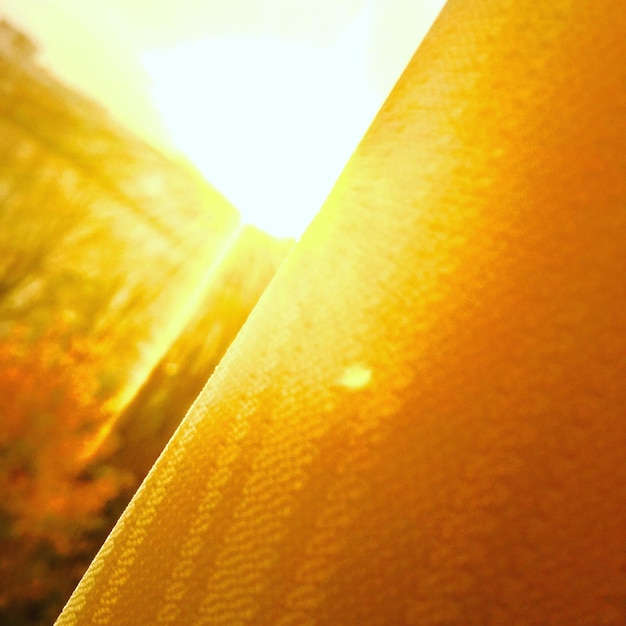 Close-up of yellow leaf