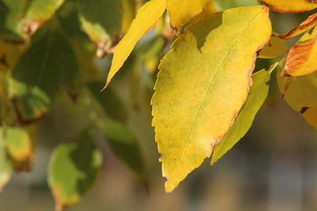 Foto chiuda in su del foglio giallo