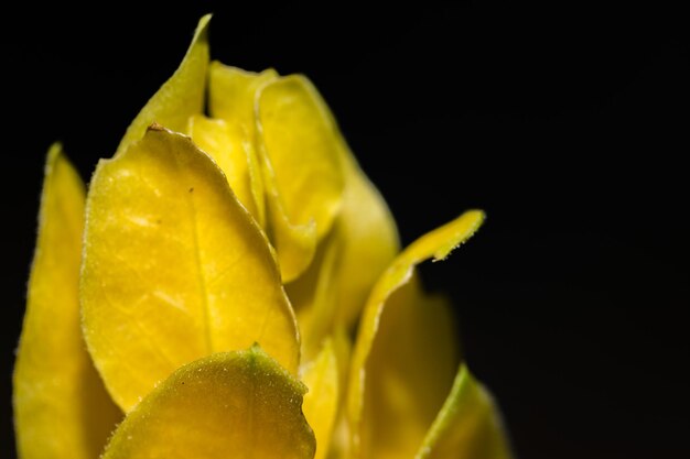 Close-up of yellow leaves against black background