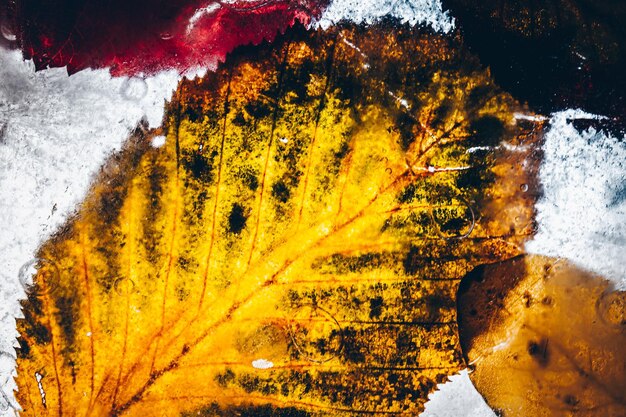 Close-up of yellow leaves during autumn