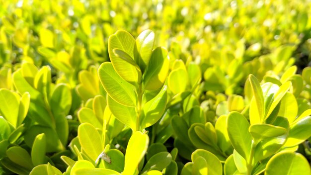 Close-up of yellow leaves on field