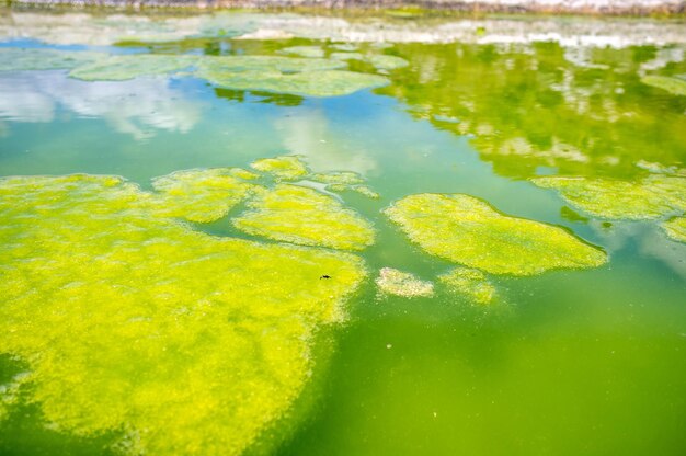 Close-up of yellow leaves floating on water