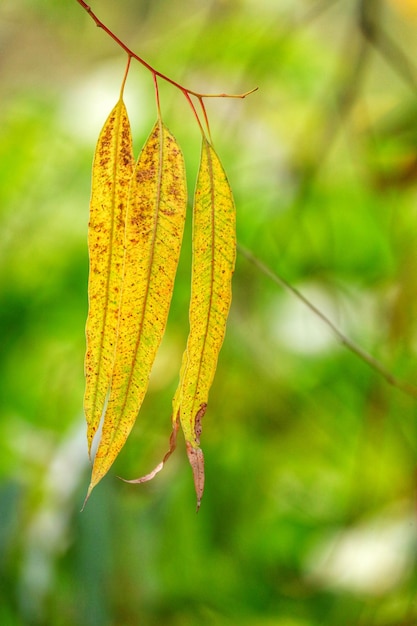 Close-up of yellow leaves hanging on plant