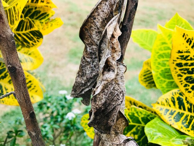 Photo close-up of yellow leaves hanging on tree trunk