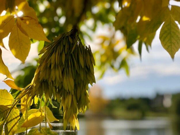 Close-up of yellow leaves on plant