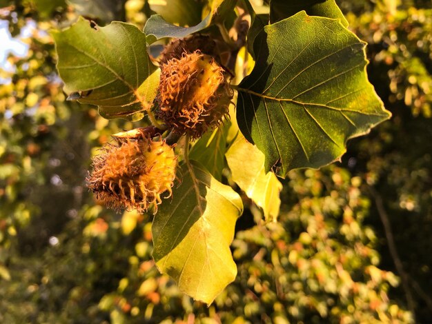 Photo close-up of yellow leaves on plant