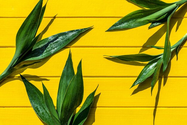 Close-up of yellow leaves on plant