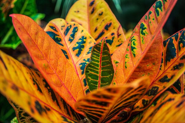 Photo close-up of yellow leaves on plant