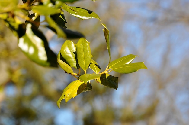 Photo close-up of yellow leaves on plant