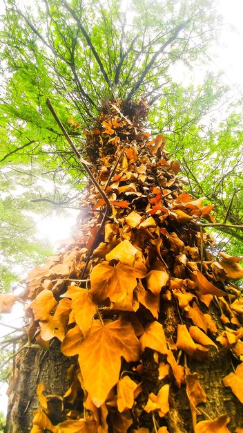 Close-up of yellow leaves on tree trunk