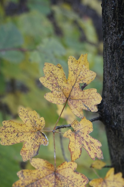 Photo close-up of yellow leaves on tree trunk