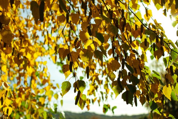 Close-up of yellow leaves on tree