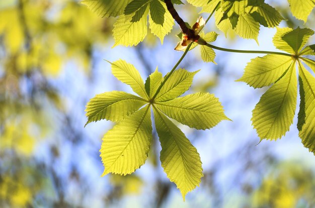 Foto close-up di foglie gialle su un albero