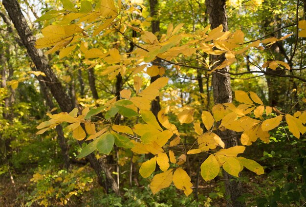 Close-up of yellow leaves on tree