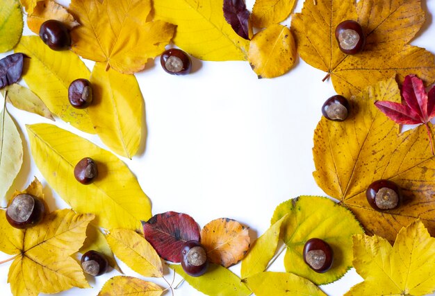 Close-up of yellow leaves on white background