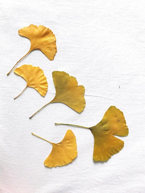 Photo close-up of yellow leaves on white table