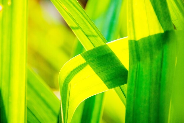 Close-up of yellow leaves