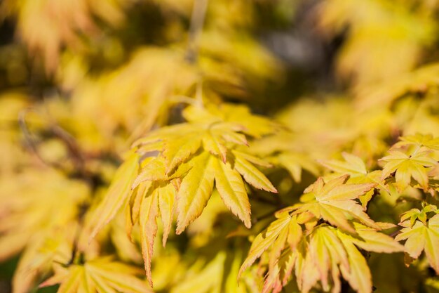 Close-up of yellow leaves