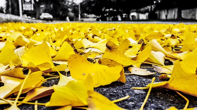 Close-up of yellow leaves