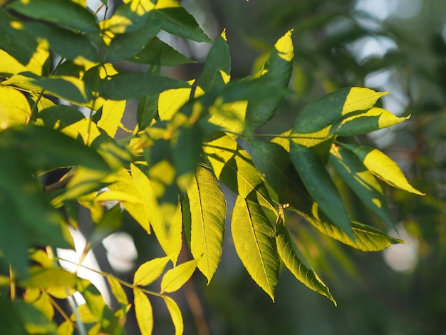 Photo close-up of yellow leaves