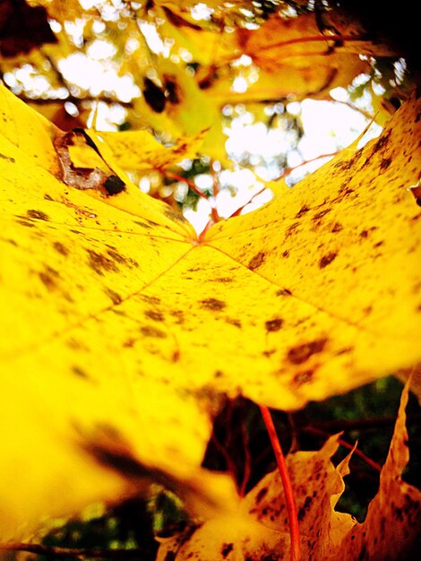 Close-up of yellow leaves