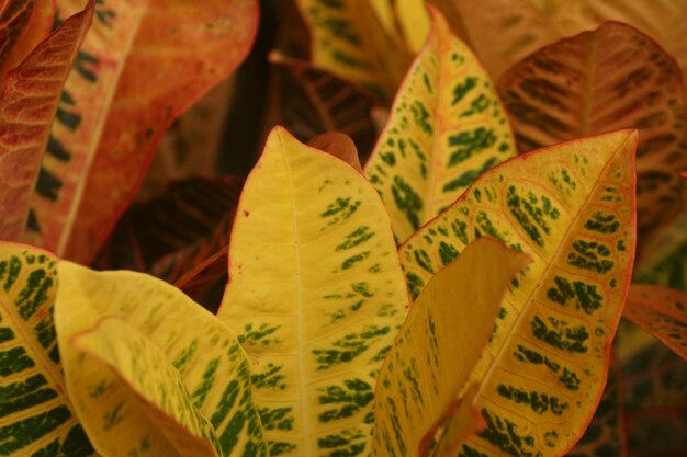 Photo close-up of yellow leaves