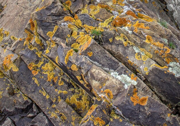 Close up yellow lichen cover the rough stone concept photo