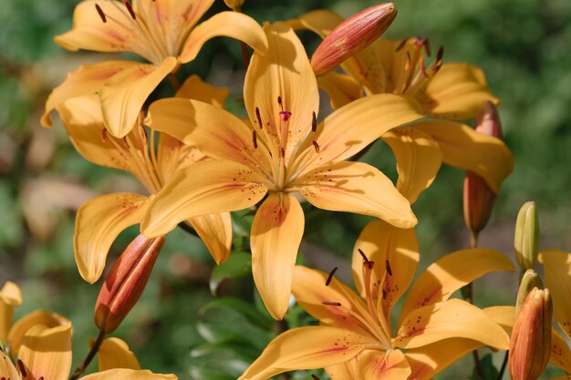 Close-up of yellow lilies