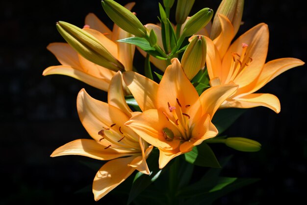 Photo close-up of yellow lilies